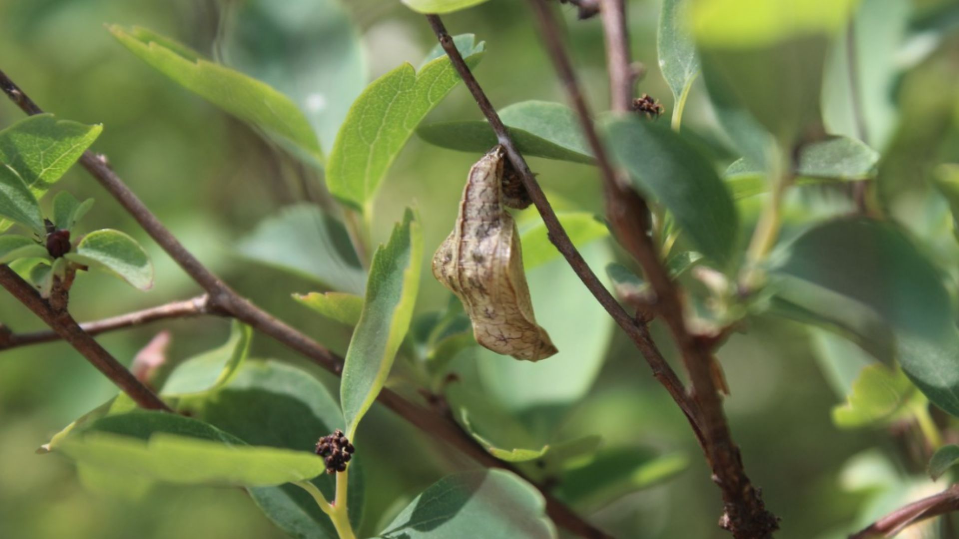 A nagy fehérsávoslepke bábja.jpg
